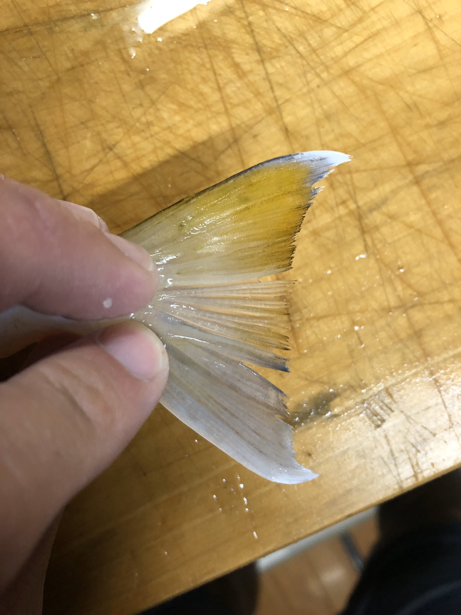 Bass Qsama こいつ ドクサバフグ カナトフグ ドクサバフグ シロサバフグ クロサバフグ 教えてください 教えて