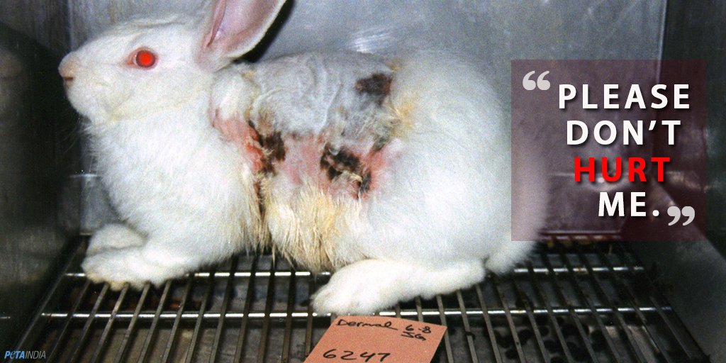 PetaIndia's tweet photo. Animals are individuals, NOT objects for experiments.
#StopAnimalTesting #NotAnExperiment #NotOurs2Use #PETAIndia https://t.co/1Wd0quy8LL
