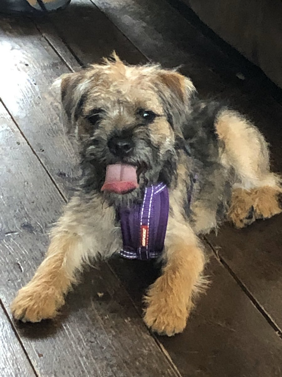 mabel_bess's tweet photo. phwoar! look out bruce our future puppy daddy 😍🐾 #BTPosse #LoveStory https://t.co/UbYz2TQmzA