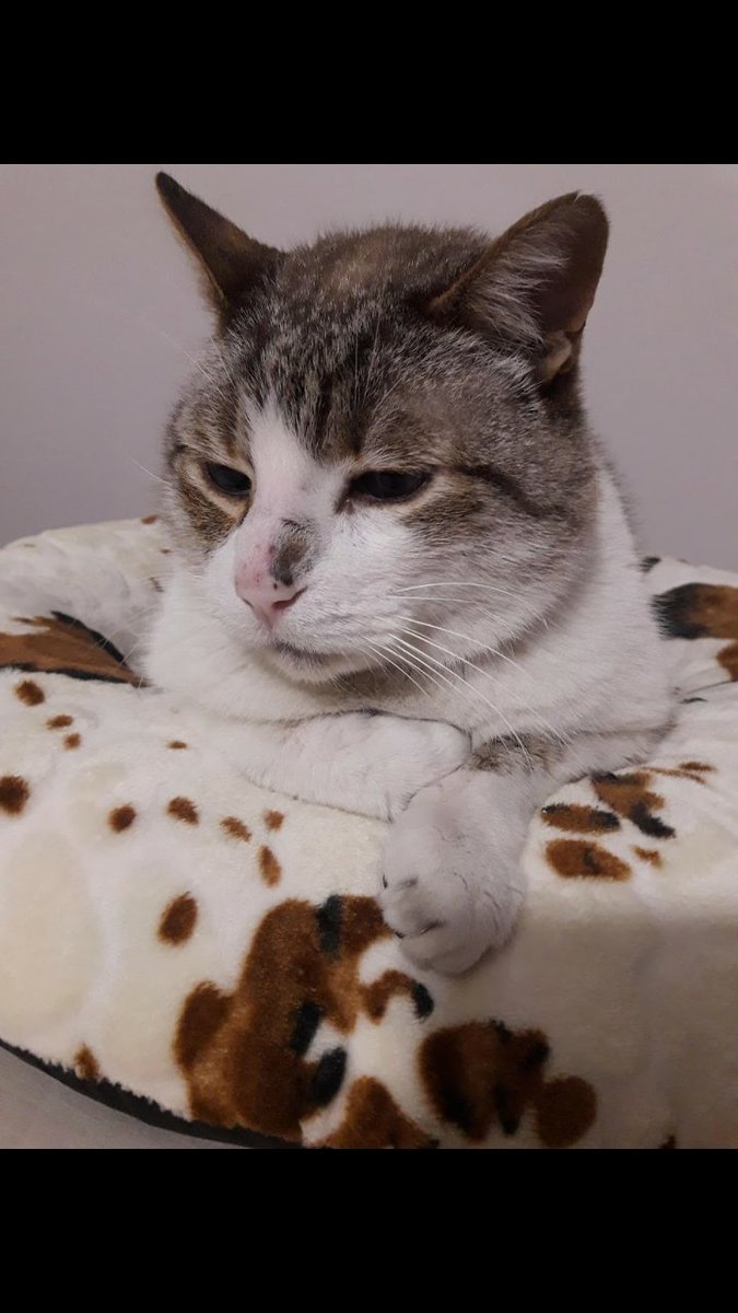 _Collapsedd's tweet image. ♡