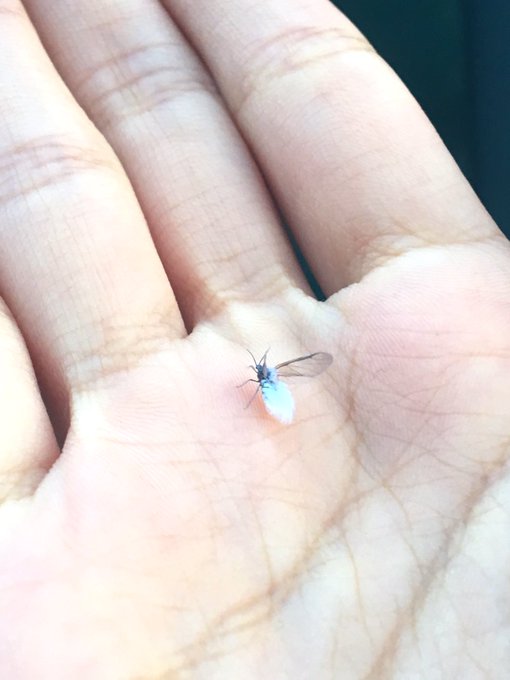 雪虫のtwitterイラスト検索結果