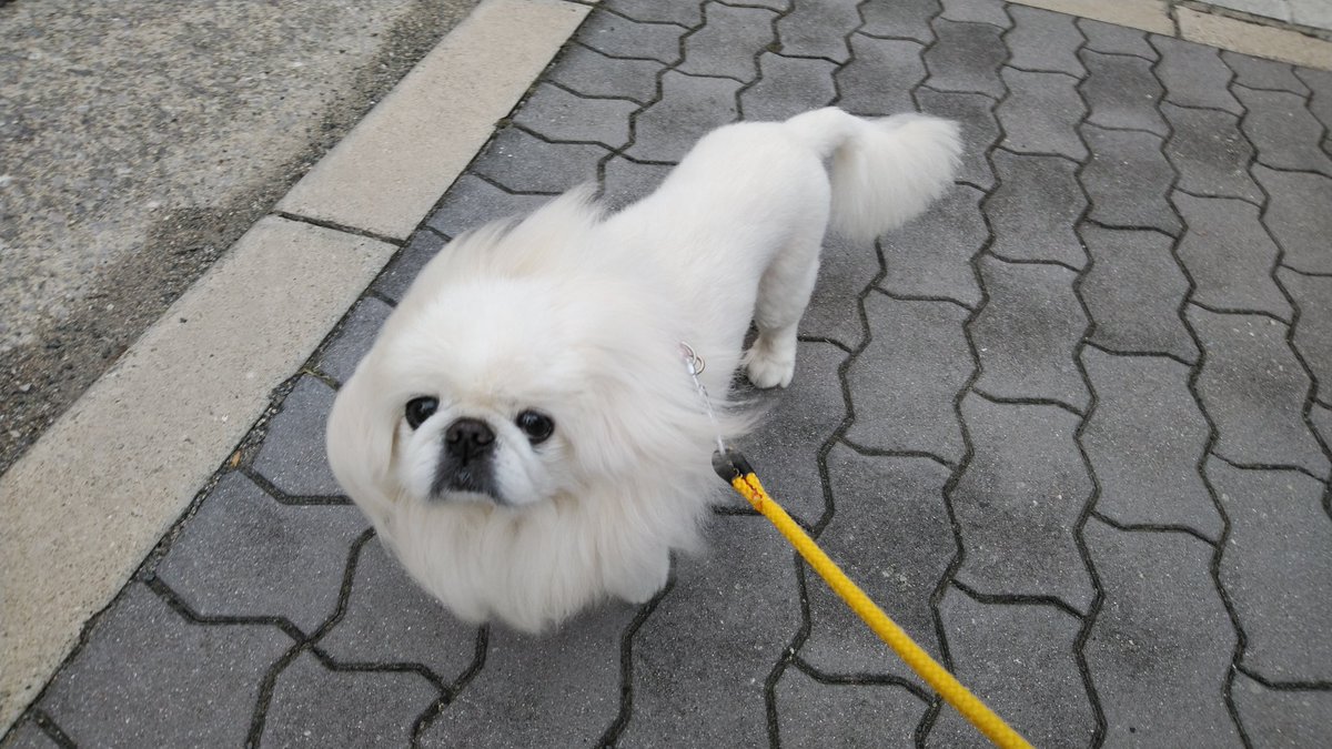 ホワイティいぬだ 乾いた風を絡ませる犬 T Co 2uhidl2pxi Twitter