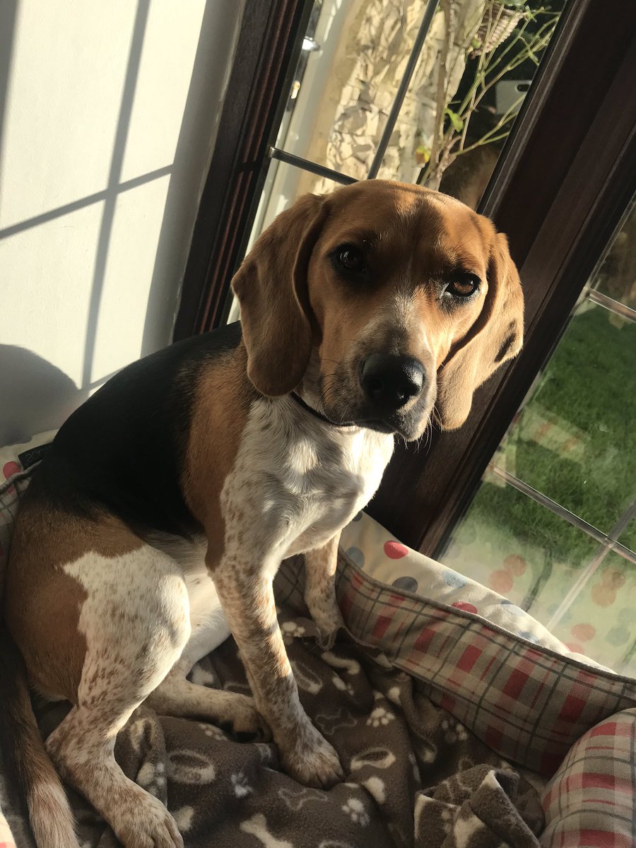 BeagleandMe's tweet photo. #DailyMabel 

Loves a windowsill in the Sun 💙 https://t.co/0XP1fOfANL