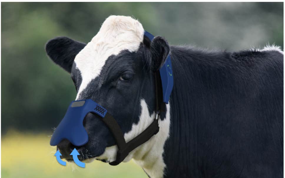Leather_UK's tweet photo. On a day when it's confirmed that the fossil fuel companies have known about the catastrophic long-term effects on climate change since 1965 (https://t.co/wMe4tpZWrw) we're still apparently blaming the majority of carbon emissions on cow burps. https://t.co/SNijtGMppS https://t.co/KBGhnvb3jF