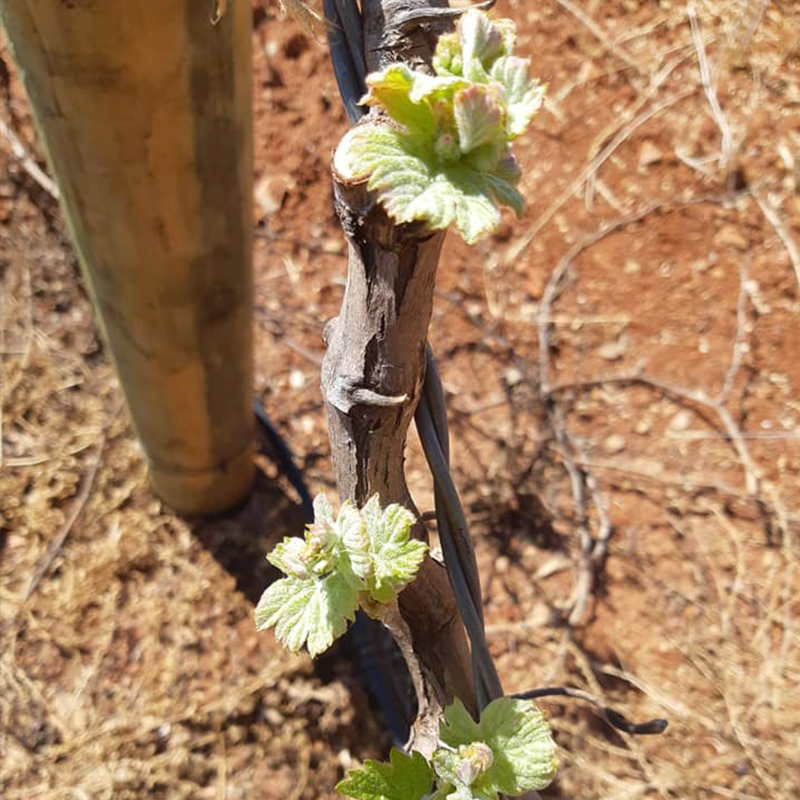 LozarnWines's tweet photo. It’s time to visit the different blocks on the farm & monitor the growth of the buds. It’s here that you start thinking about the new season that lies ahead.
MALBEC 2020 #newvarietal
#drinking Chardonnay 2018
MERLOT 2020 #newlife
#SpringCelebration #LozarnWines #celebratespring https://t.co/w8Cj89CLLG