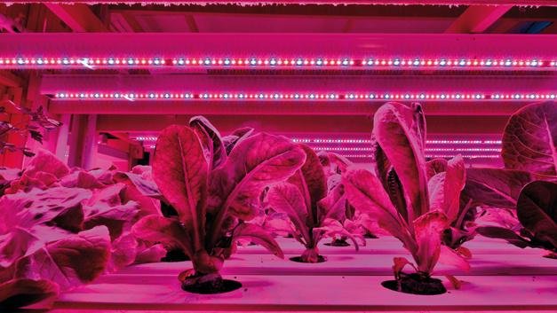 We are glad that more #horticulture business are switching to #LED. From product idea to batch manufacturing, we provide everything in-house. Our robust and bespoke lighting and electronics solutions will help your customers excel and grow. Literally! bit.ly/2AWzLU4
