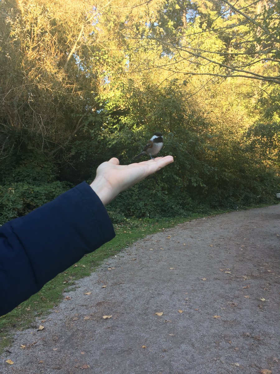 paullicino's tweet photo. Today I completed the final stage in my evolution toward Disney Princess.

No food. No tempting. Just patience and stillness. https://t.co/E7BdjKXGoJ