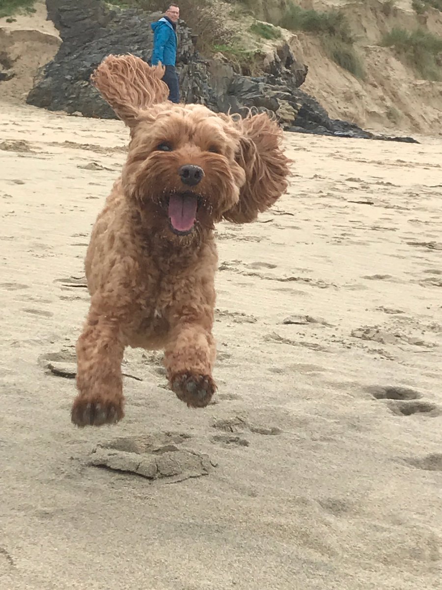 BrianCockapoo tweet picture