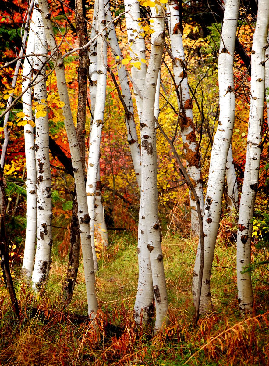 ForetPatrimoine's tweet photo. Forêt Patrimoine: Lettre d'information n°33 - https://t.co/sTJO6Lga2R C'est l'ouverture de la chasse aux champignons... et des forets à découvrir partout en France. https://t.co/4vZAIl9iUy