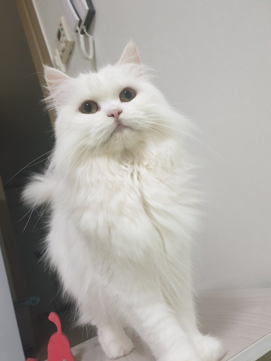 몽이의 귀여움을 전세계 사람들한테 알아줬으면 좋겠다