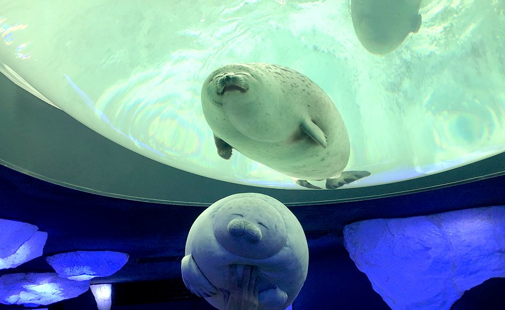 海遊館のリアルアザラシクッションさんが外の世界を満喫するご様子が楽しそうでかわいい サングラスめっちゃ似合う Togetter 海遊館のリアルアザラシクッションさんが外の世界を満喫するご様子が楽しそうでかわいい サングラスめっちゃ似合う Togetter