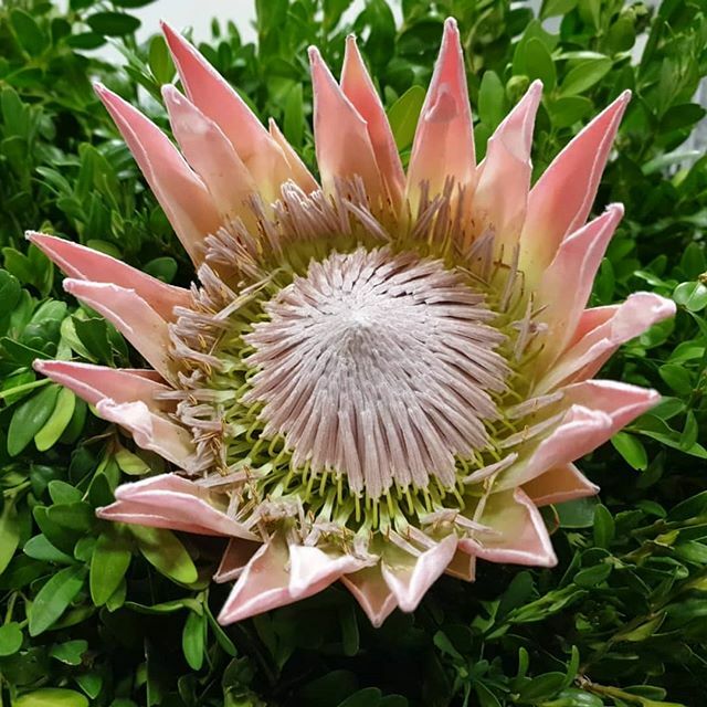 #enigmaflowersholland #enigmaflowersisrael #enigmaholland #enigmaplants #enigmaflowerskenya #enigmaflowersnew #цветыоптомиврозницу #цветыоптом