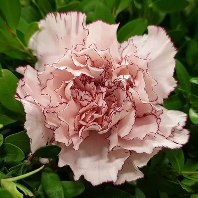 #enigmaflowersholland #enigmaflowersisrael #enigmaholland #enigmaplants #enigmaflowerskenya #enigmaflowersnew #цветыоптомиврозницу #цветыоптом