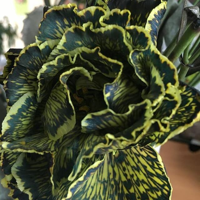 Eustoma painted. Different Shades of Grey. Различные сорта крашенного лизиантуса у нас в предложении.
#enigmaflowersholland #enigmaflowersisrael #enigmaholland #enigmaplants #enigmaflowerskenya #enigmaflowersnew #цветыоптомиврозницу #цветыоптом