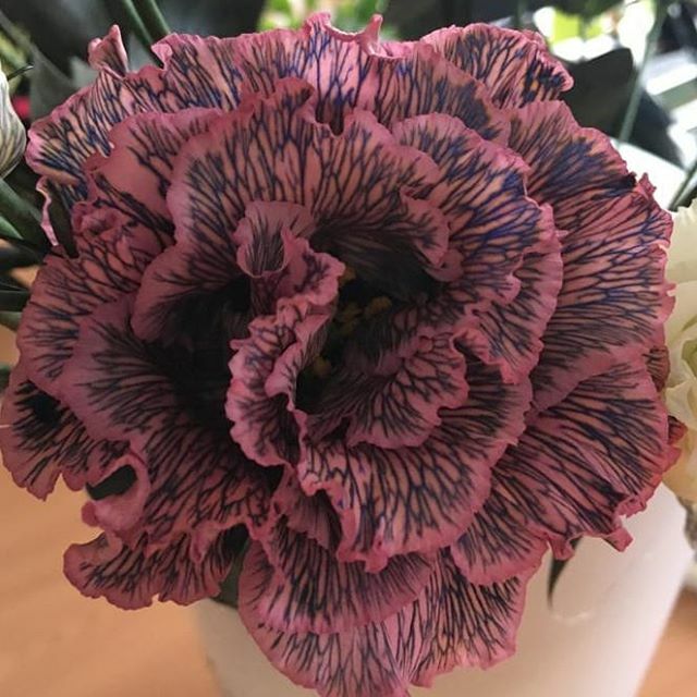 Eustoma painted. Different Shades of Grey. Различные сорта крашенного лизиантуса у нас в предложении.
#enigmaflowersholland #enigmaflowersisrael #enigmaholland #enigmaplants #enigmaflowerskenya #enigmaflowersnew #цветыоптомиврозницу #цветыоптом