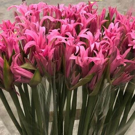 Nerine in our assortment. Разнообразие сортов и оттенков нерине.
#enigmaflowersholland #enigmaflowersisrael #enigmaholland #enigmaplants #enigmaflowerskenya #enigmaflowersnew #цветыоптомиврозницу #цветыоптом