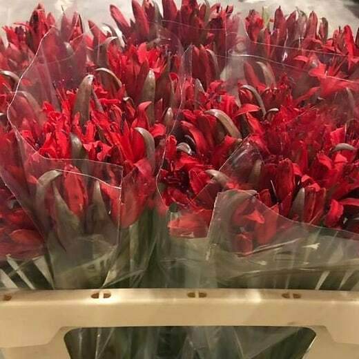 Nerine in our assortment. Разнообразие сортов и оттенков нерине.
#enigmaflowersholland #enigmaflowersisrael #enigmaholland #enigmaplants #enigmaflowerskenya #enigmaflowersnew #цветыоптомиврозницу #цветыоптом