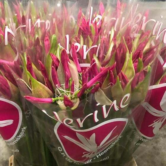 Nerine in our assortment. Разнообразие сортов и оттенков нерине.
#enigmaflowersholland #enigmaflowersisrael #enigmaholland #enigmaplants #enigmaflowerskenya #enigmaflowersnew #цветыоптомиврозницу #цветыоптом