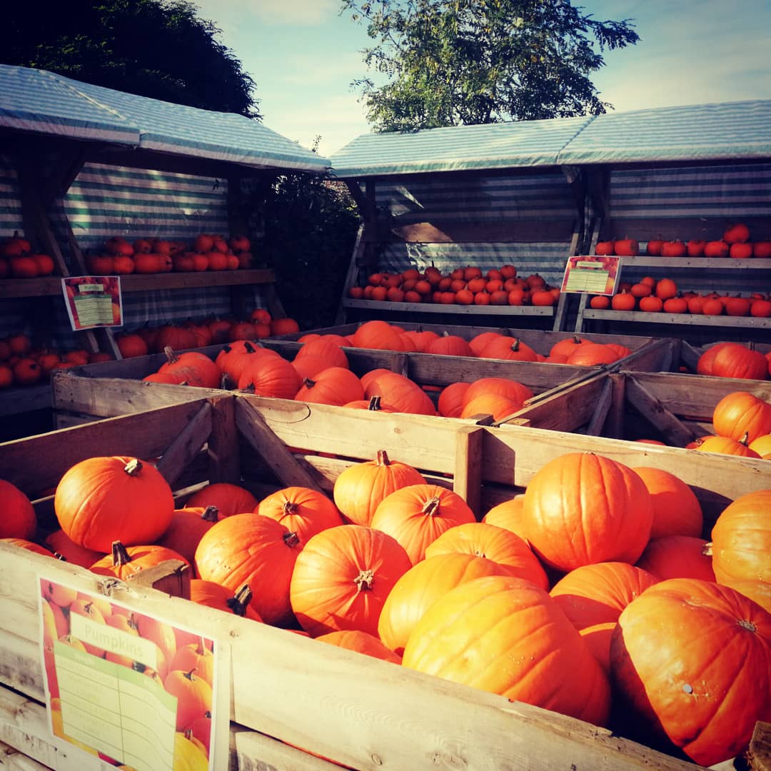 theballoontree's tweet photo. Pumpkins available in all sizes 🧛🧛🧛 come and pick yours at ease outside the shop, or go hunting in our pumpkin patch for the perfect one ☀️
#pumpkinpatch #pumkins #pyo #bigpumkins #smallpumpkin #lotsofpumpkins🎃 #halloweenready #halloween #festivepicking https://t.co/tDzUlkAH6J