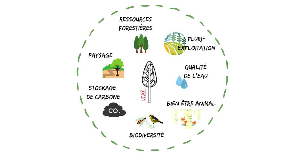 GroupeLeuke_'s tweet image. L’#agroforesterie est un mode d’exploitation des terres #agricoles associant des #arbres et des cultures ou de l’élevage. Protégeons nos #écosystèmes en adoptant cette pratique avantageuse. 
#trees #poplar #agriculture 🌳🌄
