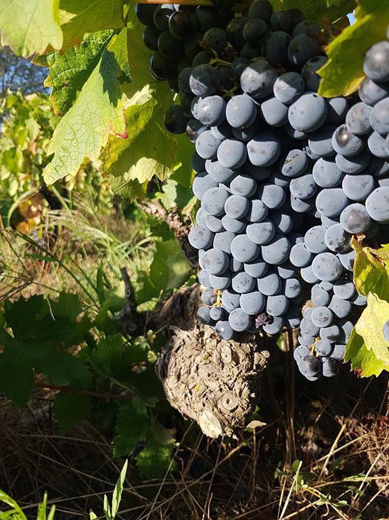 CellerEspelt's tweet photo. Les vinyes velles, sàvies i ecològiques de #Comabruna, raïms d carinyena sobre sòls de llicorella. Aquí neix el vi d terroir q @guiapenin ha puntuat amb 94 punts 🍇🌱🍂 @DOEmporda #wine #vineyard #nature #vicatalà #sostenibilitat #empordà https://t.co/lgihM0udmi