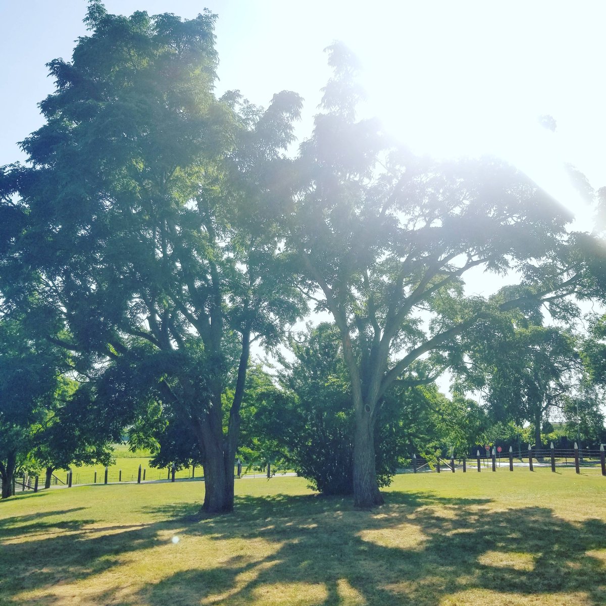 BeElegantEvents's tweet photo. #sitevisit goes over beautifully 🌳🌞 love seeing visions come to life 👰 @agfoodmuseum #2019 #beelegantevents #wedding #eventplanner #weddingplanning https://t.co/sqK5v9w2gQ