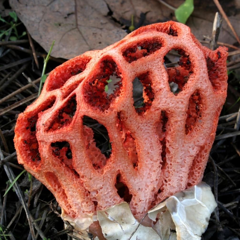 DakoofTacos's tweet photo. Spores are just tons of tiny friends~ 
---
#trypophobia #trypophobiawarning

#inktoberday1 - Puffball Mushroom
#Inktoberday9 - Clathrus Ruber
#inktober #mushroom #ghoul https://t.co/dxKYf5BPQU https://t.co/70TRFM98JA