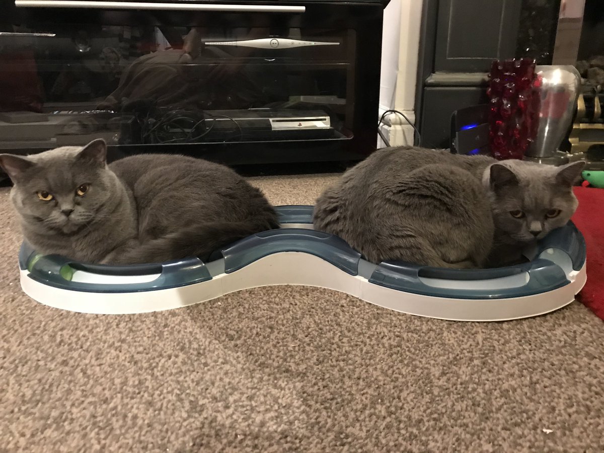 DollyTali's tweet image. We spend a fortune on cat beds and they do this 😹😹 #CatsOfTwitter #catlovers #contrary