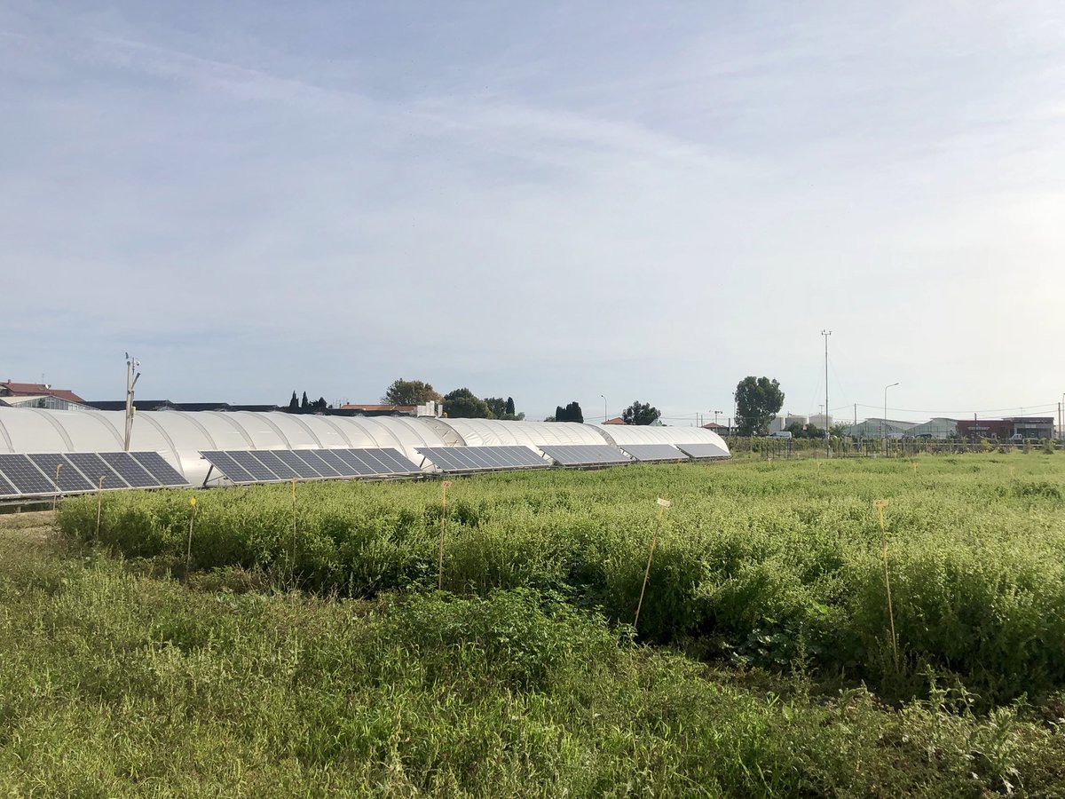 interregantea's tweet photo. Oggi Euronews in visita alla sede del CERSAA per parlare del progetto ANTEA!
#fiori #eduli #fiorieduli #interreg #fleurs #comestibles #fleurscomestibles #ANTEA
@interregantea @cersaa_news https://t.co/lODsFB98aC