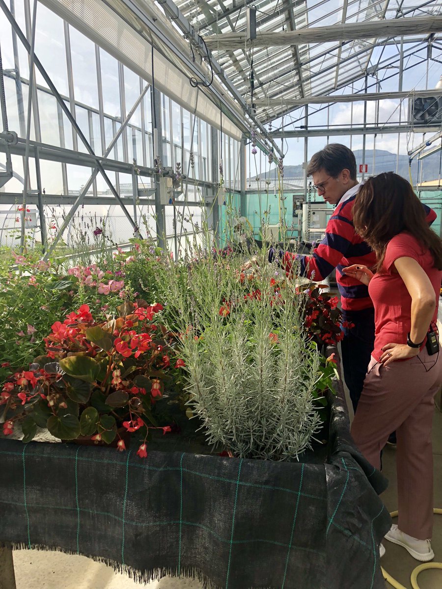 interregantea's tweet photo. Oggi Euronews in visita alla sede del CERSAA per parlare del progetto ANTEA!
#fiori #eduli #fiorieduli #interreg #fleurs #comestibles #fleurscomestibles #ANTEA
@interregantea @cersaa_news https://t.co/lODsFB98aC
