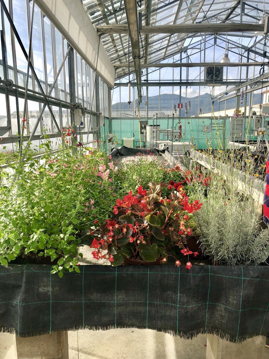 interregantea's tweet photo. Oggi Euronews in visita alla sede del CERSAA per parlare del progetto ANTEA!
#fiori #eduli #fiorieduli #interreg #fleurs #comestibles #fleurscomestibles #ANTEA
@interregantea @cersaa_news https://t.co/lODsFB98aC