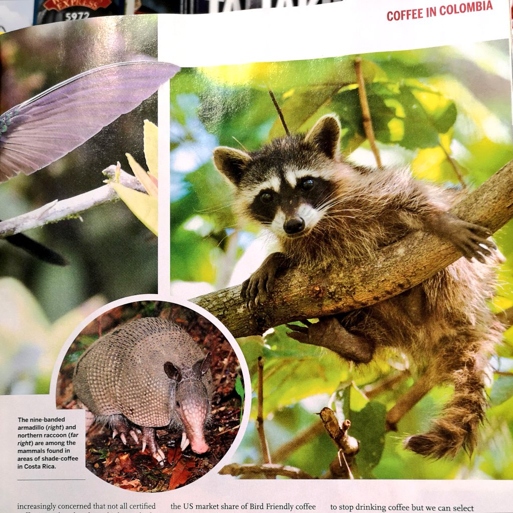 Can #coffee give #Colombia's wildlife a boost? A brilliant article by @JLowenWildlife in @WildlifeMag this month looks at ways #shadegrown plantations can help preserve biodiversity and how we as consumers should reward virtuous producers!

#birdingcolombia #VisitColombia