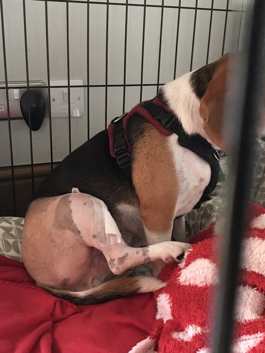 Morning 3 - cruciate 
🐕
Someone has removed my beautiful leg &amp; put a little piggies leg on there instead 
🐕
Slept okay &amp; had a wee at 1.30am, Cos I can!!!!!