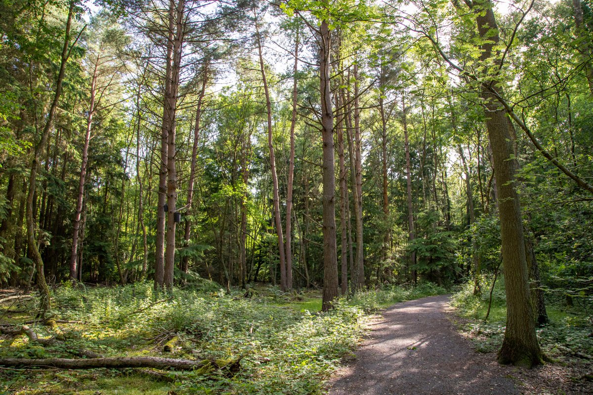 BlackwaterVall's tweet photo. Why not explore one of our wooded sites on #OpenForestFriday from @Wellesley_Woods & @rowhillnaturer1 in #Aldershot to @nationaltrust managed Finchampstead Ridges in #Berkshire ๐ณ๐ฒ photo @shaunjackphoto https://t.co/1zubo6Daba