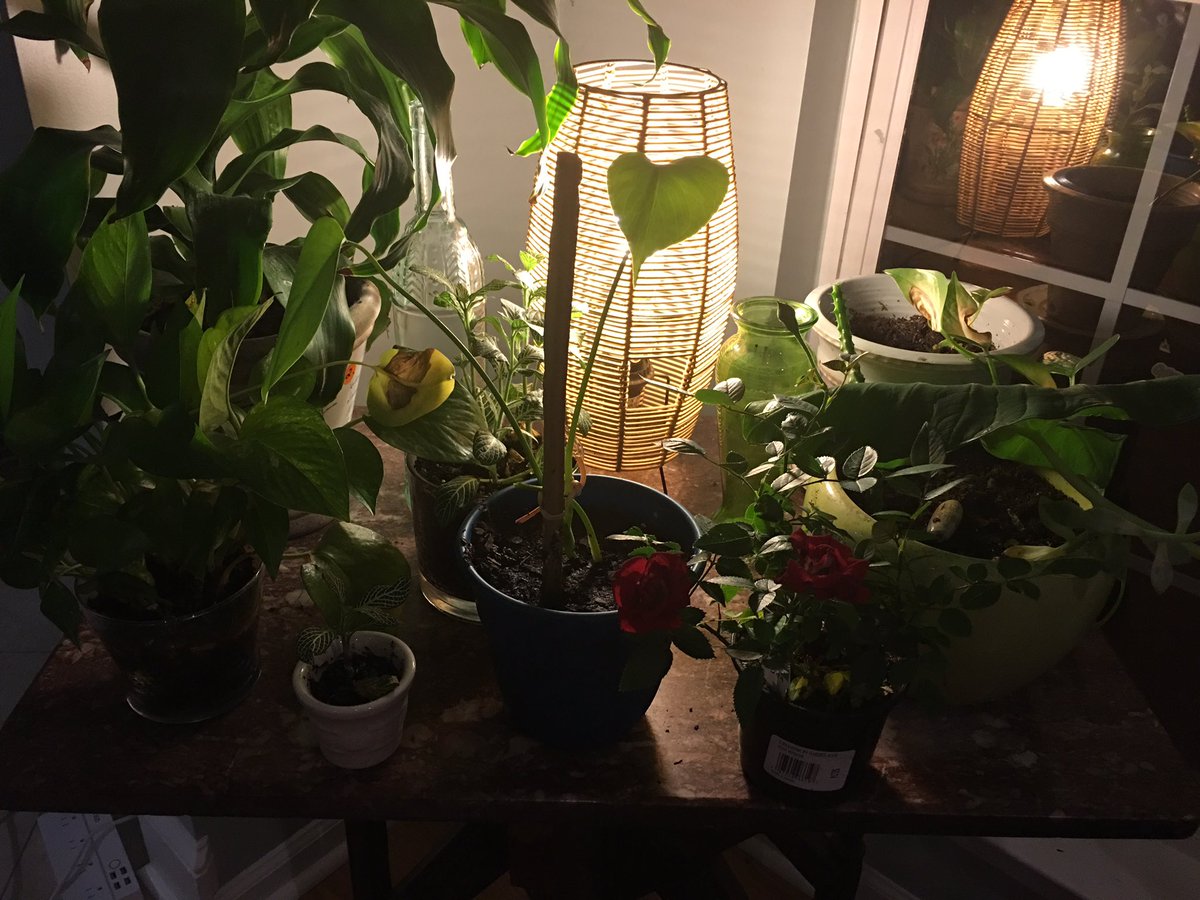 PosPublishing's tweet photo. Mornings.....#quiet #coffee, #meditation#contemplation #gratitude and my plants. I love my plants....Hope you choose a day of joy.... https://t.co/KHqBFbmx6Y