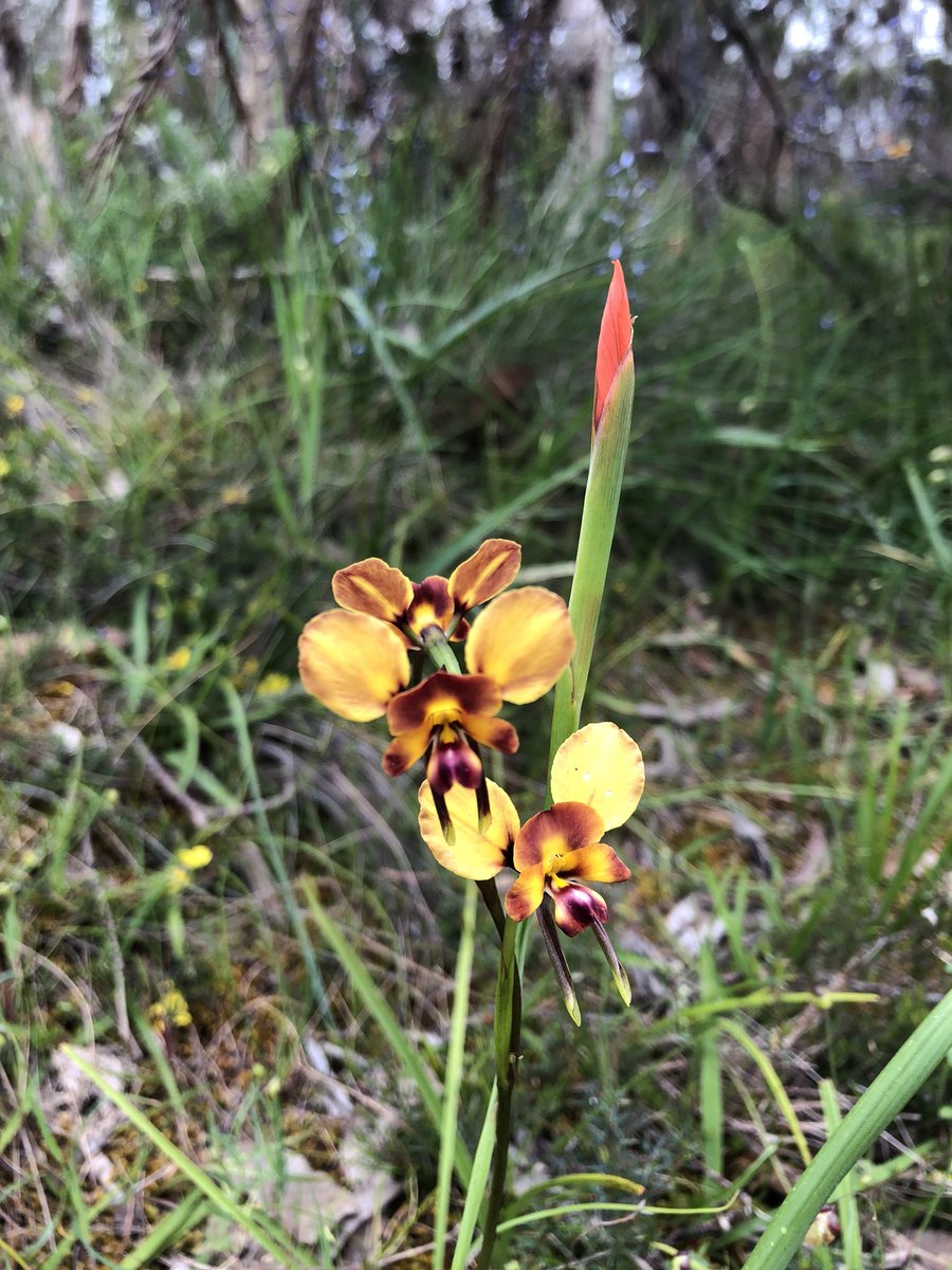 QldTFN's tweet photo. Beautiful wildflowers from our little explore to Onkaparinga National Park pre #PLC19 @naturefsa
If you are sticking around in Adelaide you should go and check them out! #orchid #wildflowers https://t.co/qDKCjYBhLK