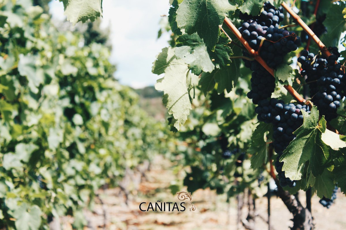 HotelCanitas's tweet photo. Disfruta de lo mejor de un día de #vendimia en @HotelCanitas . Una experiencia rural donde la gastronomía, el vino y las mejores tradiciones de #LaManchuela, son los protagonista. ➡️ https://t.co/AEoCjf1wO5 #vino #tradición #vinicultura https://t.co/gWlJWl1Utf
