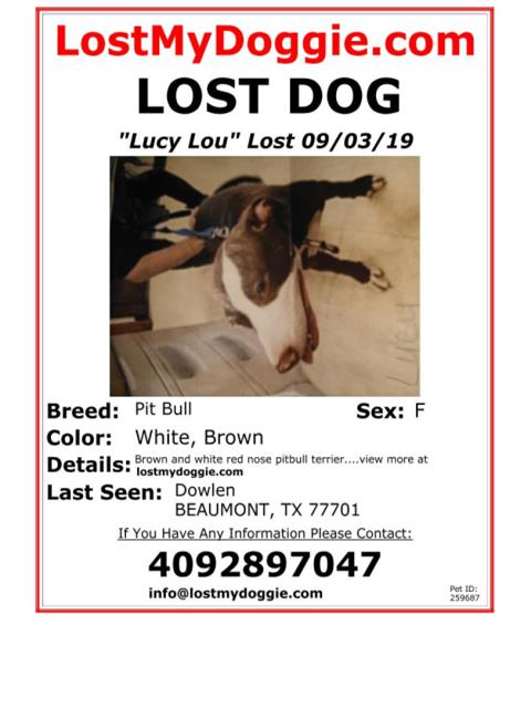 lostpetstexas's tweet photo. Female Pitbull terrier Dog Lost in Gulf Coast Texas on 09/03/2019. https://t.co/68A7jcwW9V https://t.co/L1ZGd8WBJF