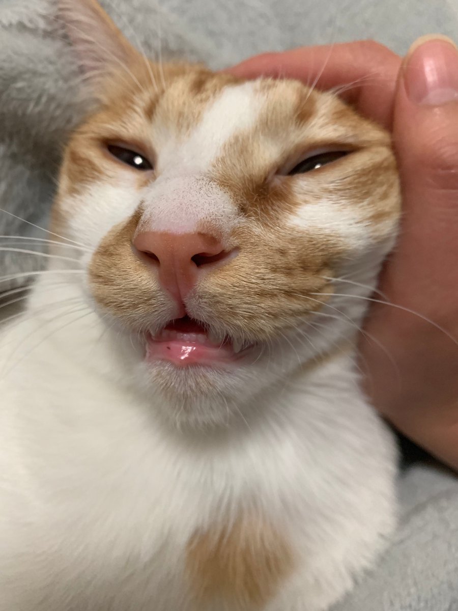 고앵이 앞니 하찮고 귀여움,, 진짜 깨물어버릴까보다ㅠ