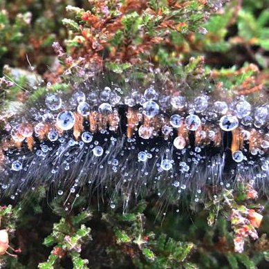 thebotanistgin's tweet image. To cheer us up about the State of Nature Report 2019... Here's a photo of what we think is a fox moth caterpillar that Katie took on Beinn Bheigeir at the weekend. #isleofislay #tinyhumans #nature nbn.org.uk/stateofnature2… @NBNTrust
