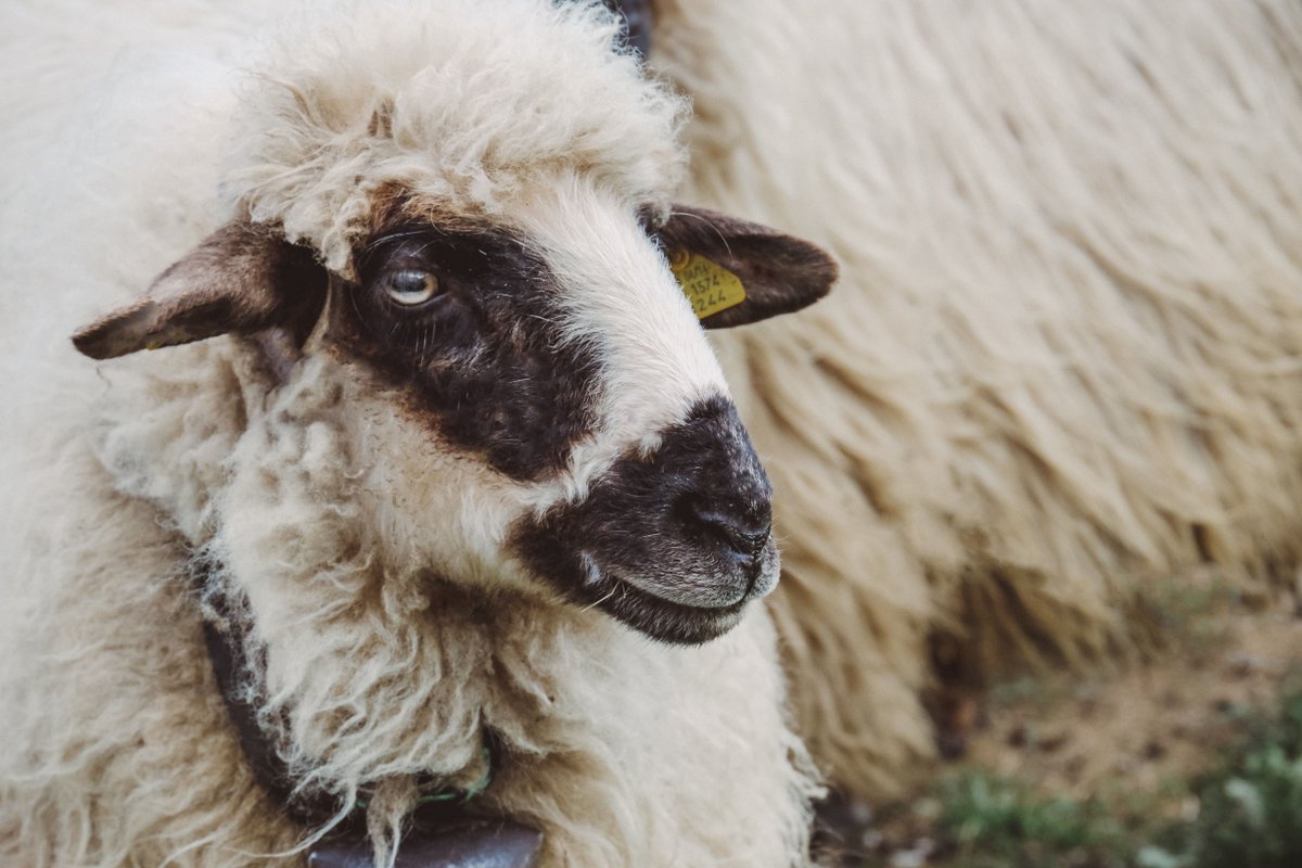 It's #WoolWeek! 🐑

Every year sheep produce a new fleece; making wool a natural, renewable fibre source that can help to stop the amount of plastic and microfibres in our oceans increasing.

@campaignforwool  #ChooseWool #WoolWeek #MakeADifference