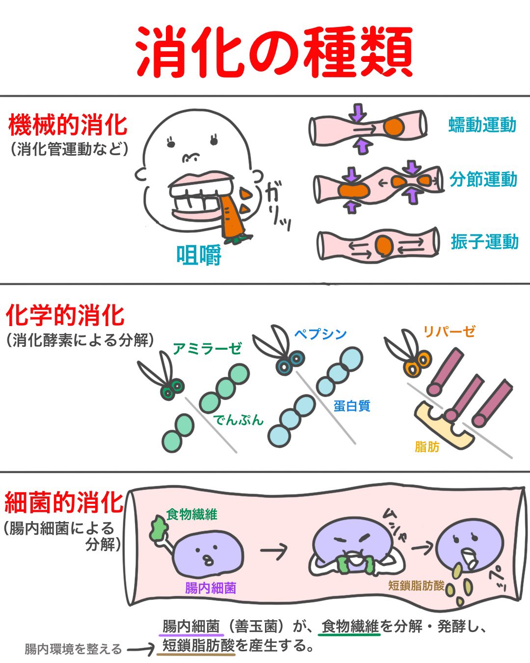 Twitter 上的 ゴロ 解剖生理イラスト 3コマのイラストで分かる 消化の種類 咀嚼 消化管運動などによる機械的消化 消化酵素による化学的消化 腸内細菌による細菌的消化 どんなに体に良いものを食べても これらの消化レベルが低ければ 栄養素の吸収