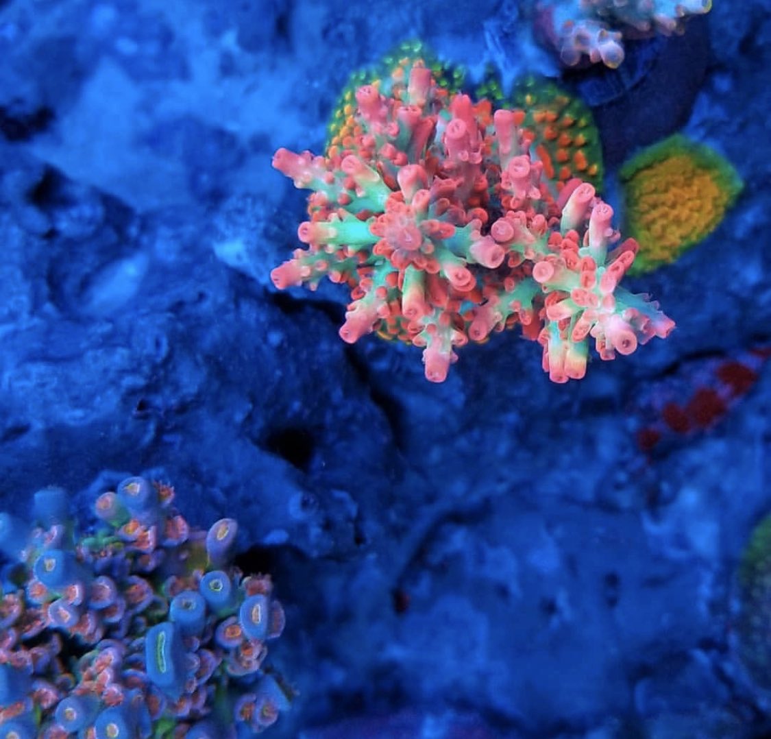 BudmansCorals's tweet image. Vivids Supercake is taking off 🚀🚀🚀