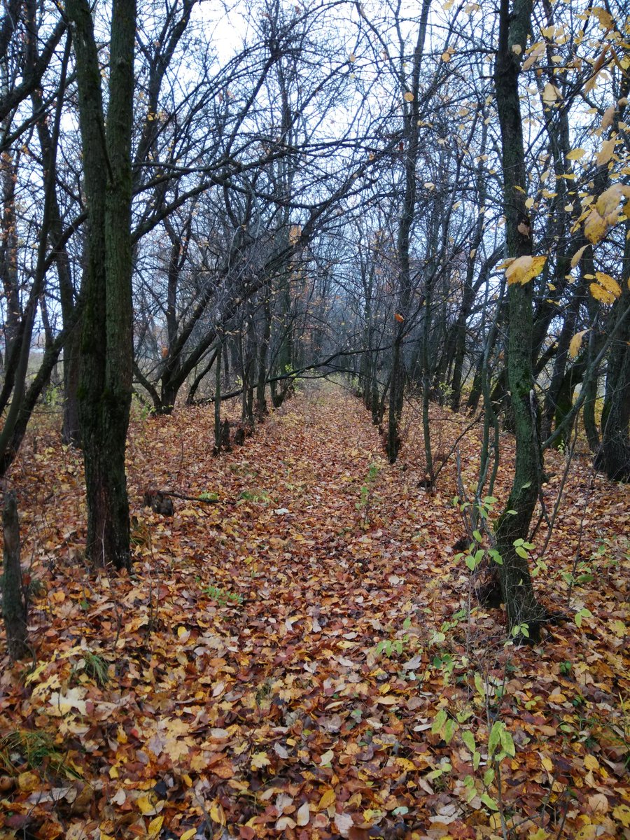 У природы нет плохой погоды 🍁🍂🌧️
