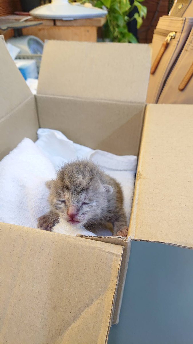 ikmyu__26's tweet image. 今日パパと会社の人が会社の木材が入ってるコンテナから子猫を救出しました。
多分生後2週間も経ってなく、まだ目も開いていません。
今日は事務員さんが家で世話をしています。
まだ里親さん募集中です。
3、4枚目の画像の説明も見て頂いけたら幸いです。
#里親募集中 #子猫里親募集 #猫 #拡散希望