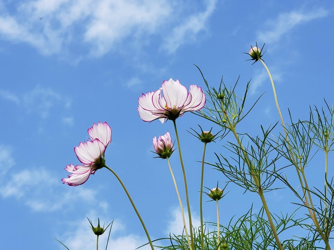 Hanayo4 蘆花恒春園のコスモス 世田谷散策 日中は嵐の前の静けさ 近くの小学校の子供たちが植えたコスモス 今年は咲くのが遅く やっと見頃になったというのに 雨が降ってきた 週末の台風19号が被害なく過ぎ去るのを祈るばかり