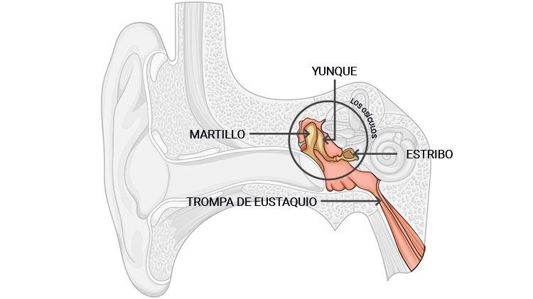 audioconnecta's tweet photo. El oído medio, ¿qué es?
Es la encargada de transmitir el sonido del oído externo al oído interno. Es aquí donde se sitúan los famosos tres huesecillos: estribo, yunque y martillo. En este punto el sonido viaja a través de:
-Ventana oval
-Ventana redonda
-Trompa de Eustaquio. https://t.co/uss37ahHyB