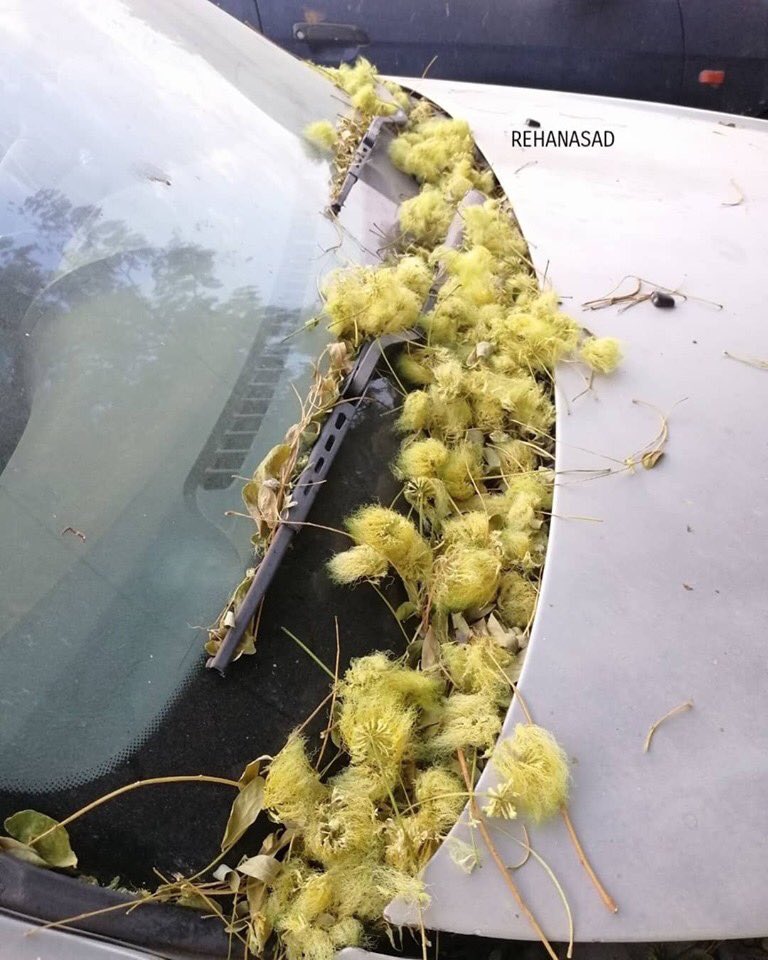 mrehanasad79's tweet photo. Blooms of Albizia Lebbeck tree, or Arabic SultanulAsjar/ Lebekh (لبخ) Urdu Saras (سرس) Siris (सिरिस) Hindi
Sighted last month on roadside plantation in #AlMajmaah A plantation that is adopted to dry environment.
#SaudiArabia #Trees #LookingupatTrees https://t.co/pOKx4EzIoU