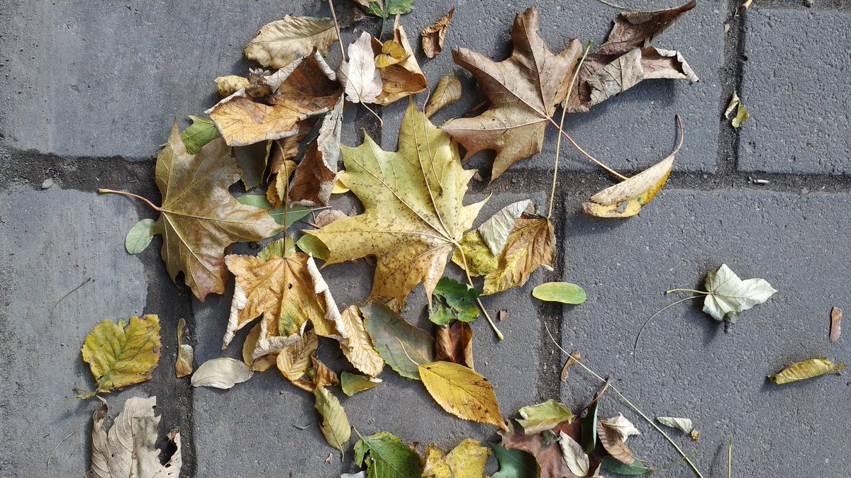 YaLittleBob's tweet photo. А поки, трохи #листя..🍂🍁💛 https://t.co/WDky0L6DXX