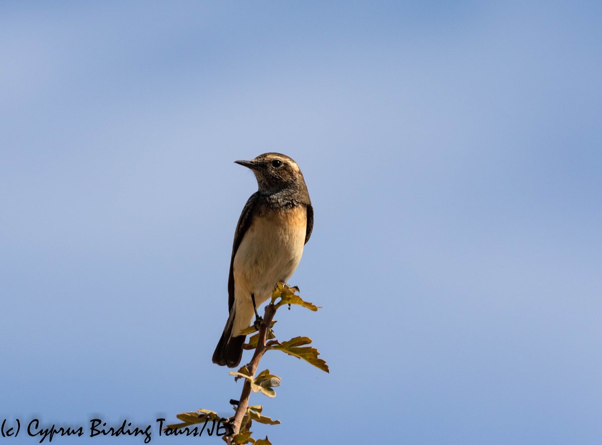 Still some Cyprus Wheatears around the island. This was at outside Larnaca today #cyprusbirds